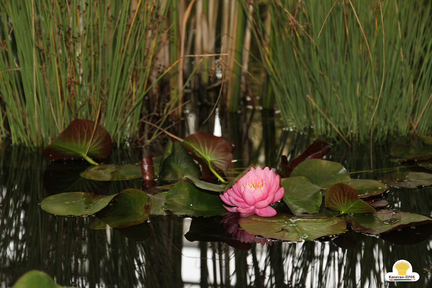 Компания Капитал-ПРОК приняла участие в XXV Международной выставке Цветы-2018