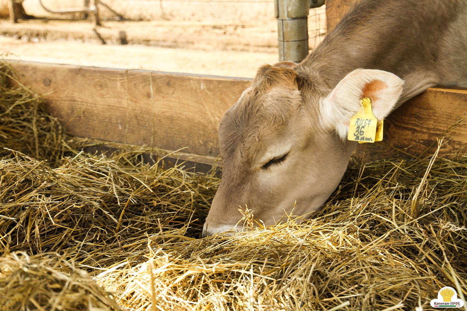 Межрегиональный форум 4К Смоленского молока