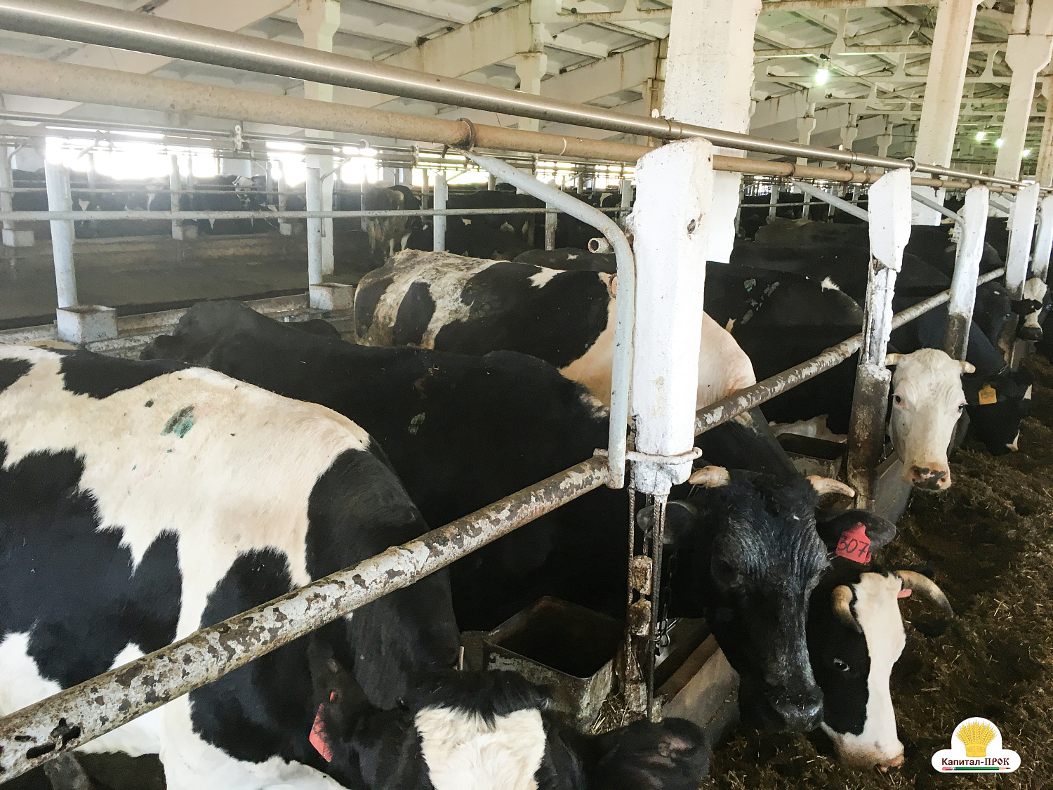 Капитал-ПРОК в помощь хозяйствам