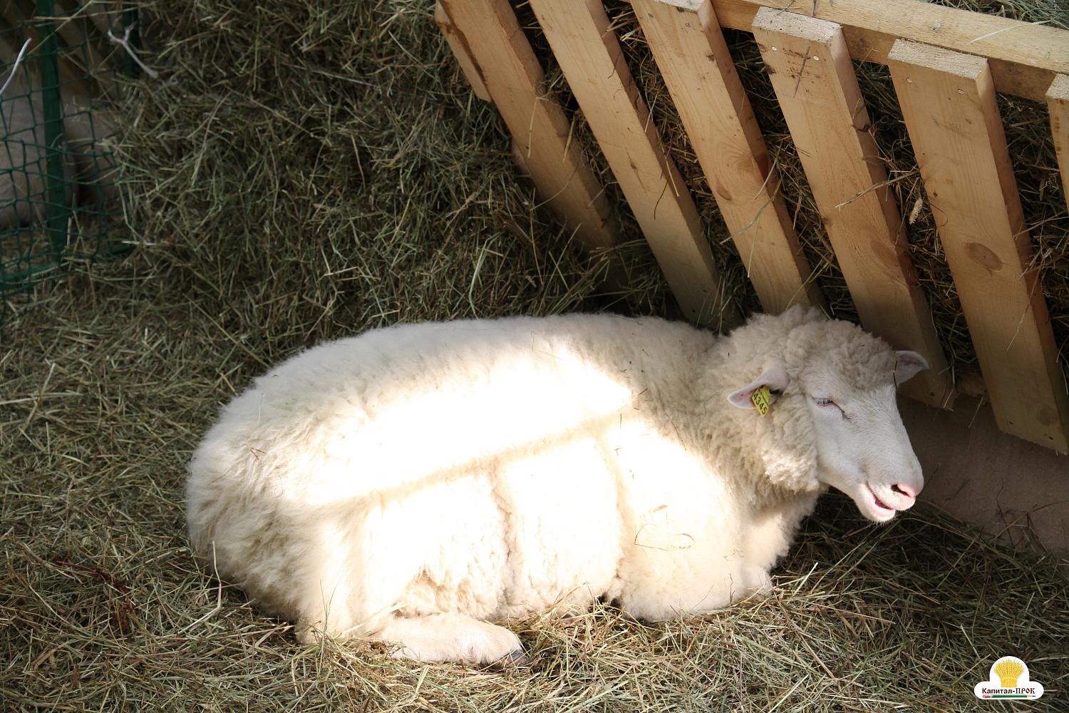 Капитал-ПРОК на главном аграрном форуме России "Золотая Осень-2018"