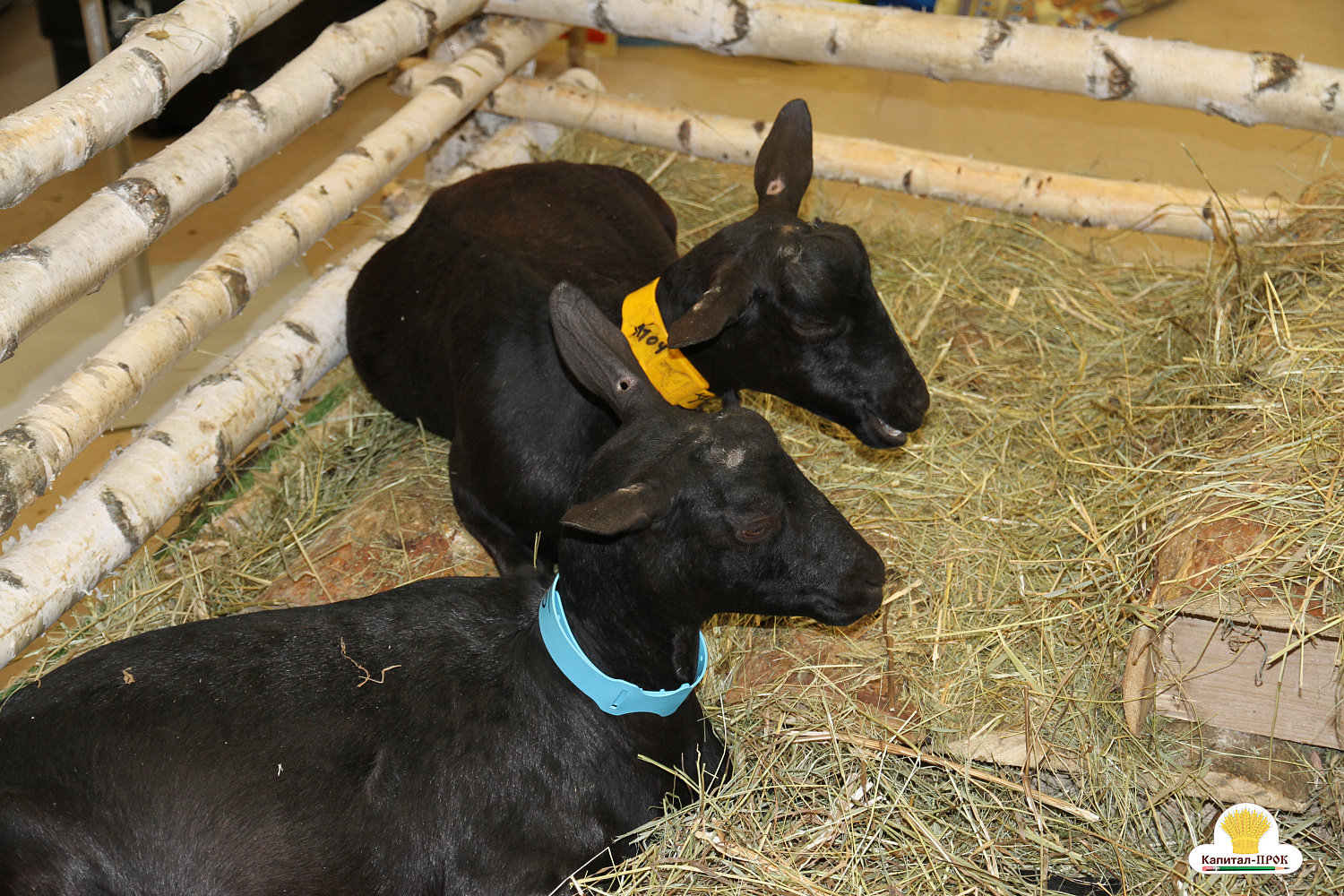 Капитал-ПРОК на главном аграрном форуме России "Золотая Осень-2018"