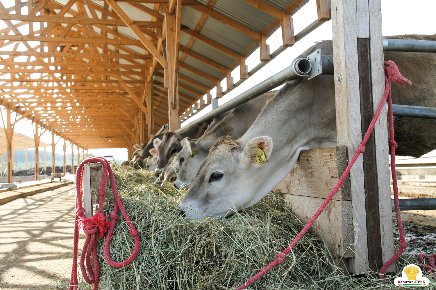 Межрегиональный форум 4К Смоленского молока