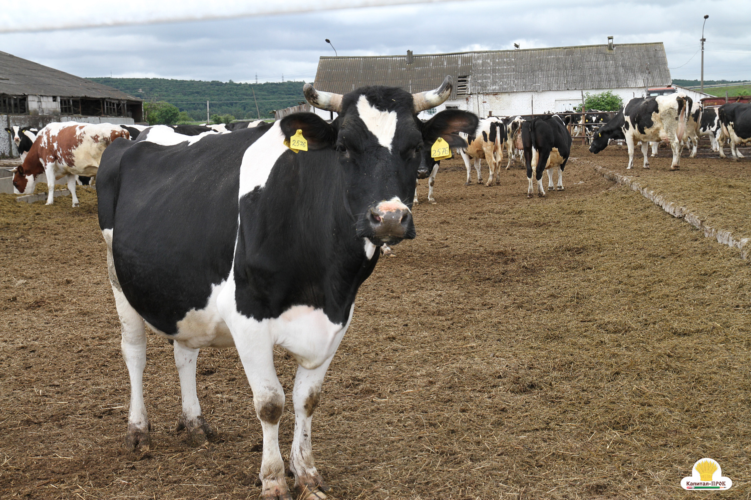 Капитал-ПРОК Страна стал спонсором профессионального конкурса
