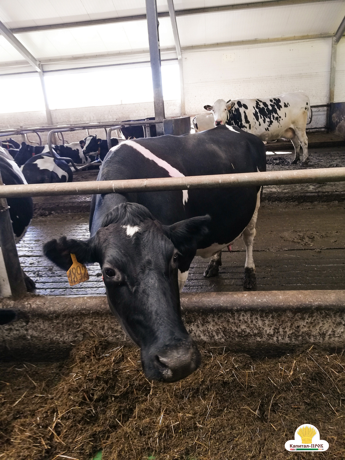 Компания Капитал-ПРОК посетила хозяйства Владимирской области