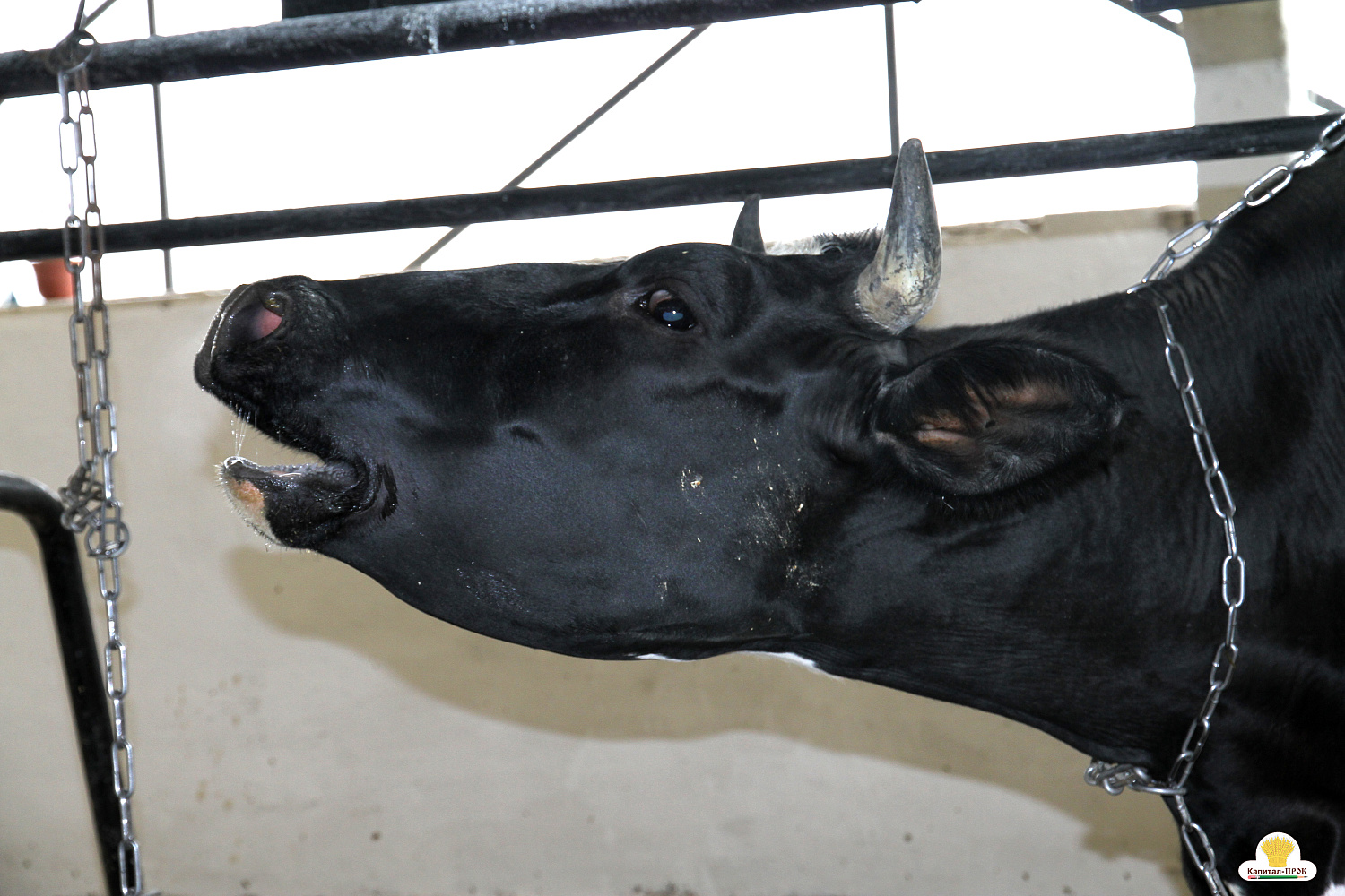 Капитал-ПРОК Страна стал спонсором профессионального конкурса