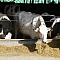 Капитал-ПРОК на международном автопробеге DairyRally Georgia 2026