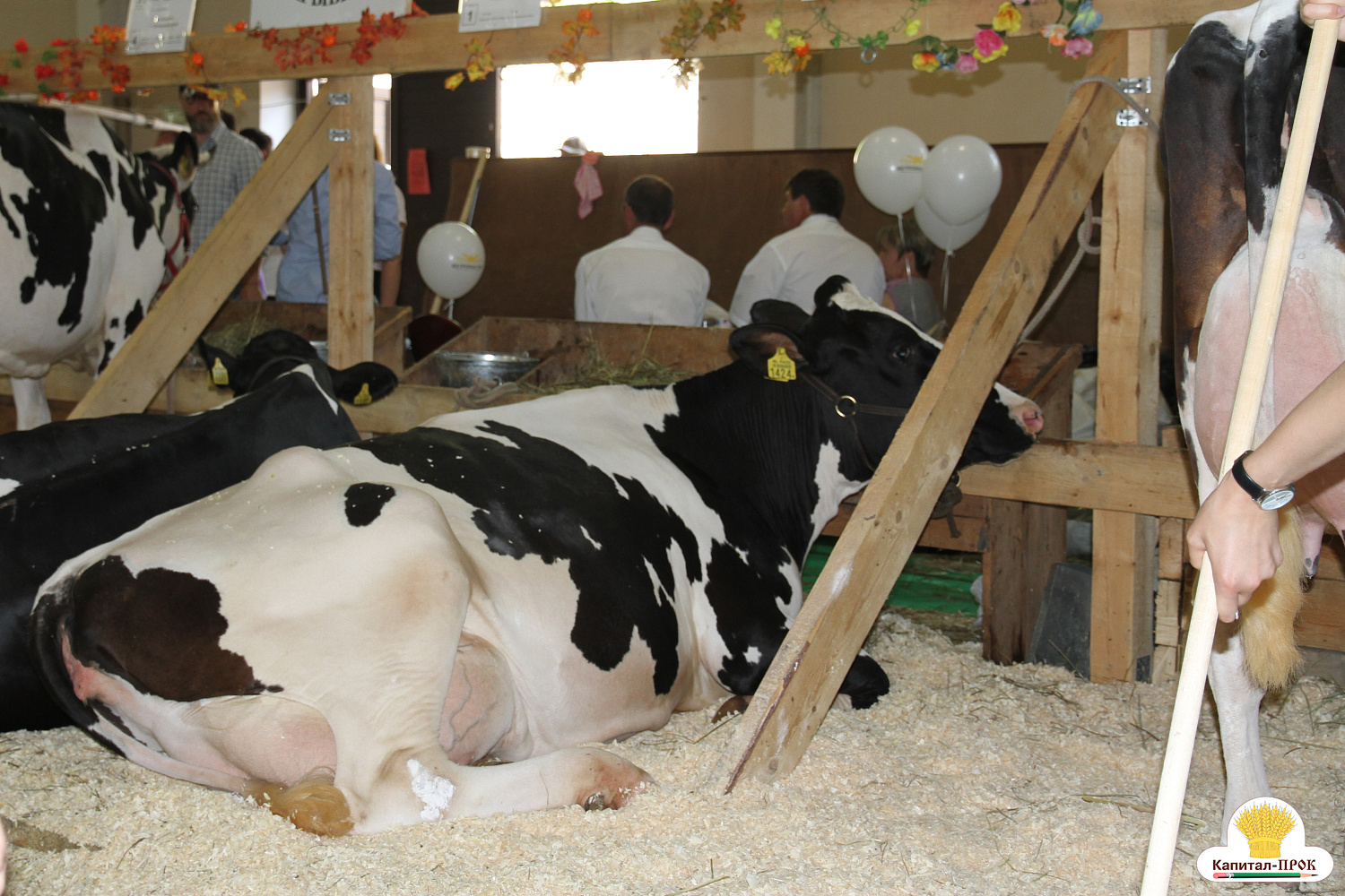 Компания Капитал-ПРОК удостоена почетной награды за большой вклад в развитие животноводства. 