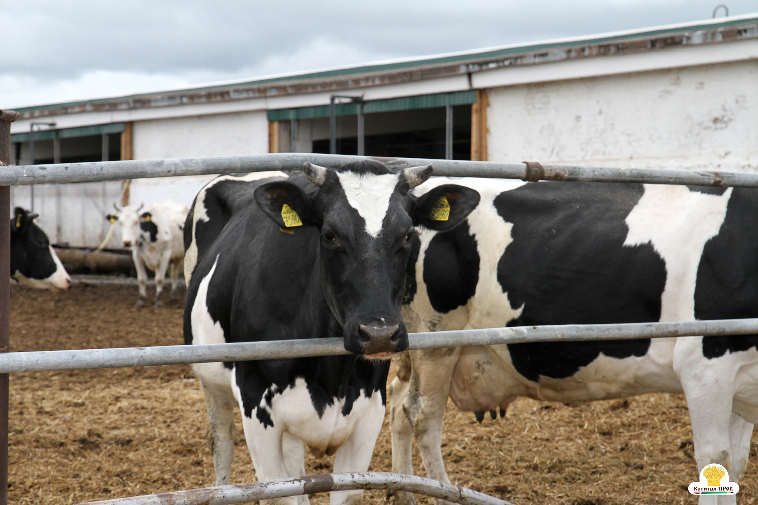 Капитал-ПРОК Страна стал спонсором профессионального конкурса