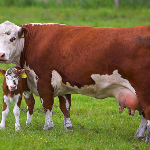 Большое молоко от коровы