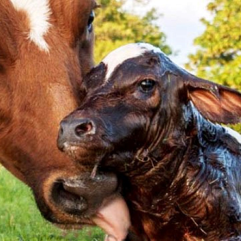 Большое молоко от коровы