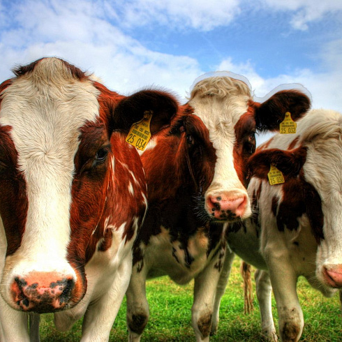 Большое молоко от коровы