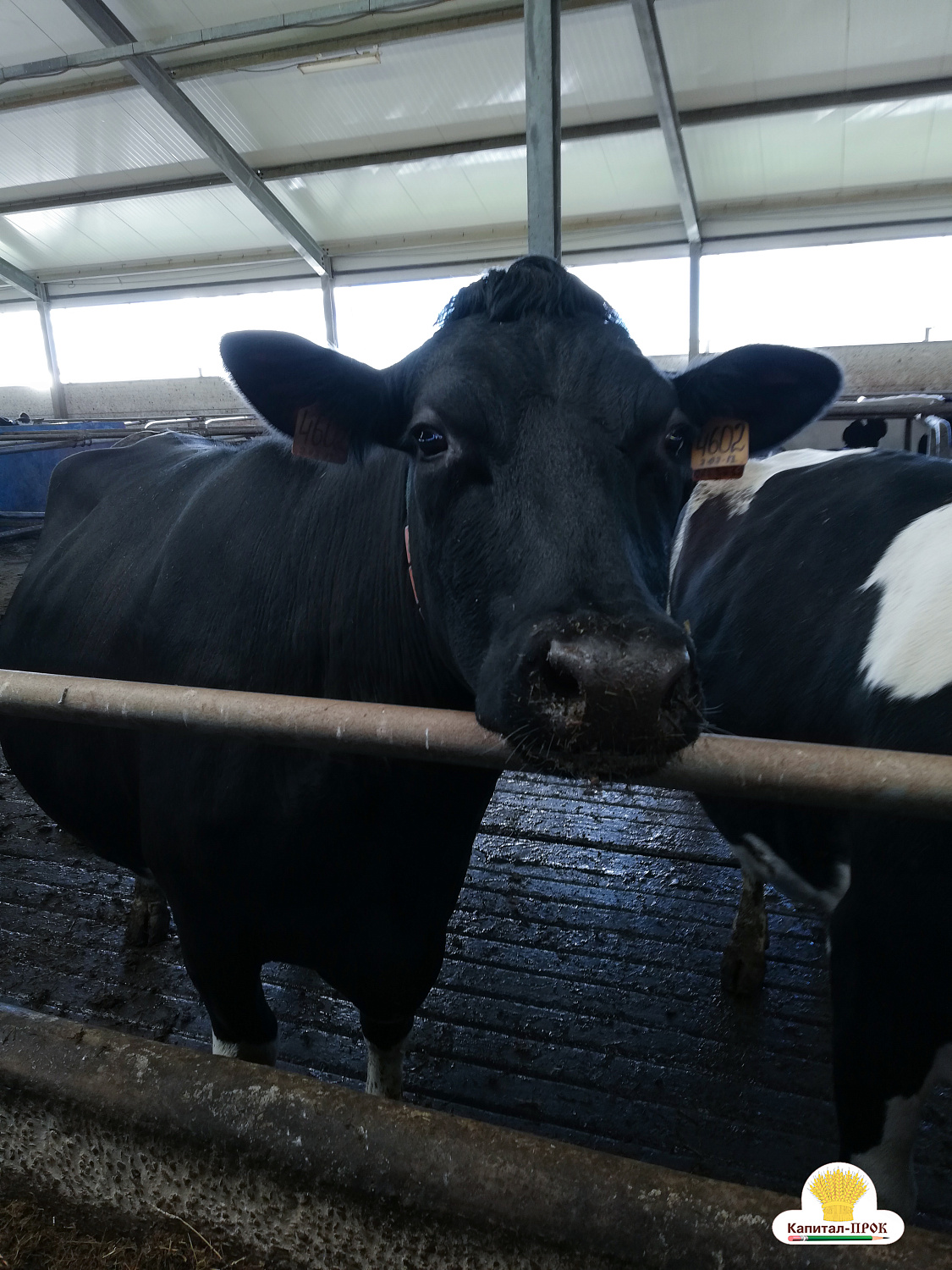 Компания Капитал-ПРОК посетила хозяйства Владимирской области