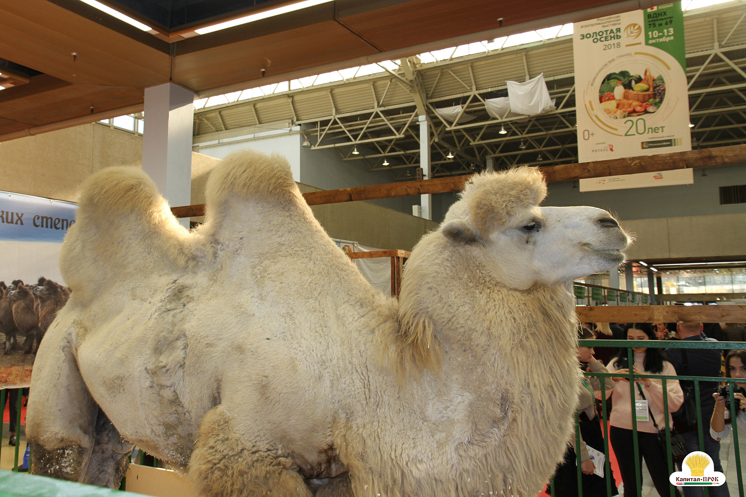 Капитал-ПРОК на главном аграрном форуме России "Золотая Осень-2018"