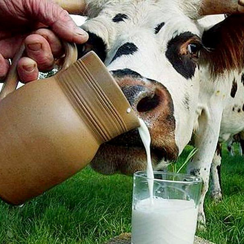 Большое молоко от коровы