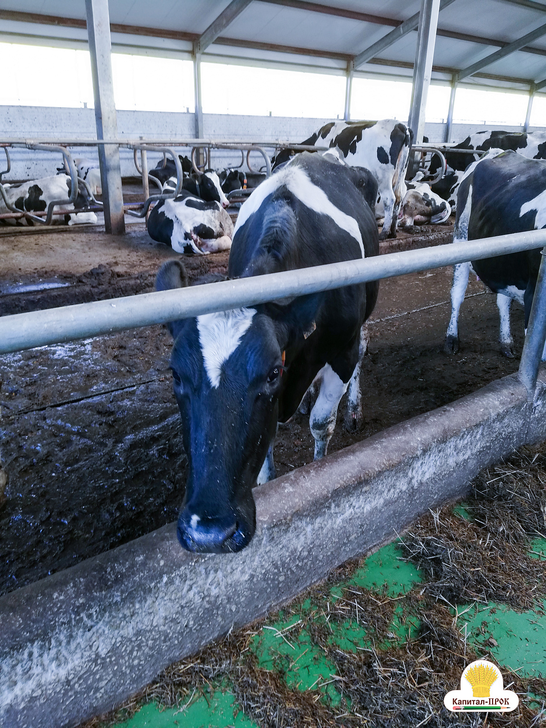 Компания Капитал-ПРОК посетила хозяйства Владимирской области