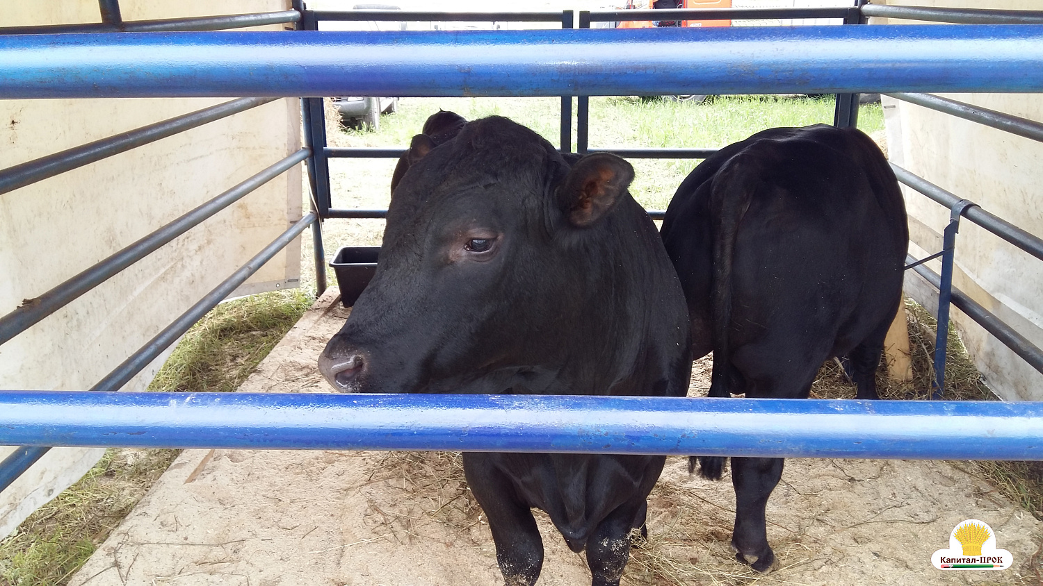 АГРОФЕСТ-2018